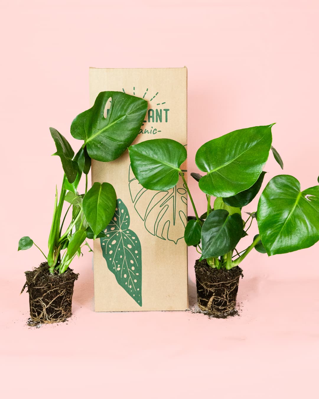 2x Monstera Deliciosa M - Pur Plant