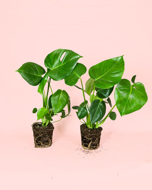 2x Monstera Deliciosa M - Pur Plant