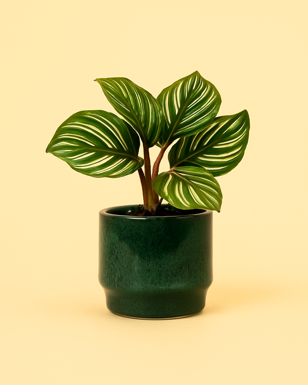 Mossy - Mini Maceta Cerámica Verde Musgo 6cm