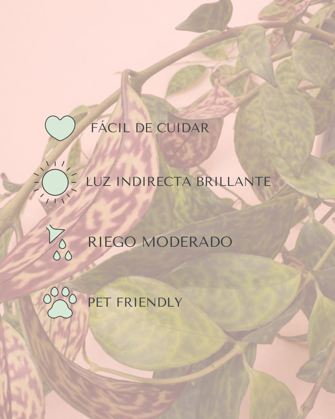 Aeschynatus-Mamoratus-cuidados