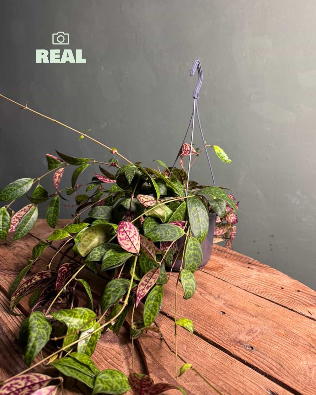 Aeschynatus-Mamoratus-real