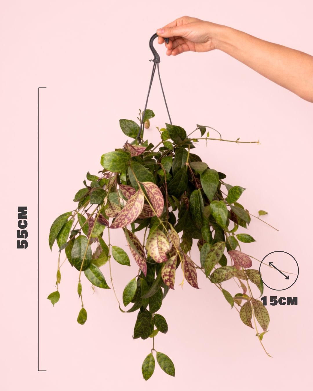 Aeschinantus Marmoratus - Planta Marmolada M