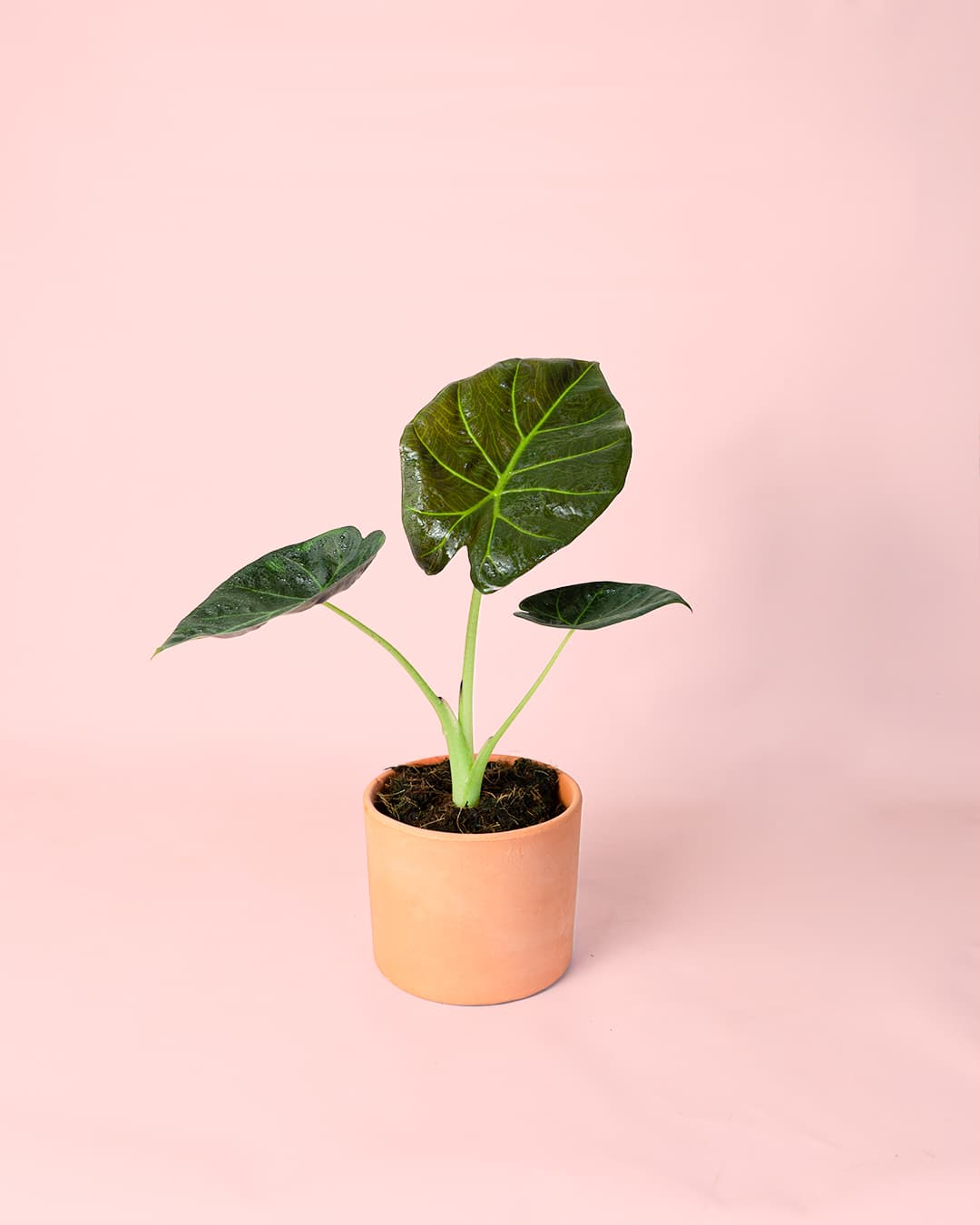 Alocasia Regal Shields maceta