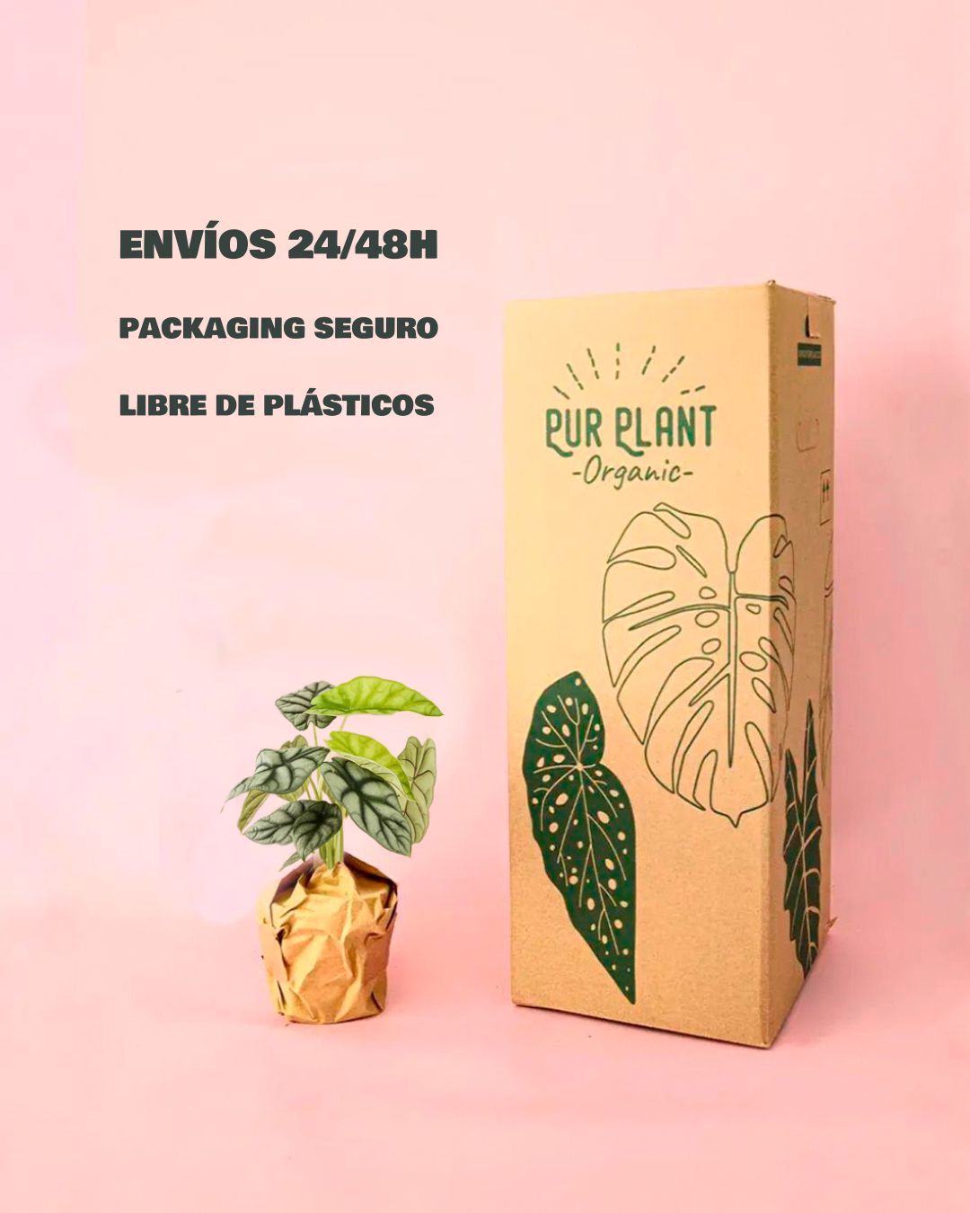 Alocasia Silver dragon -packaging