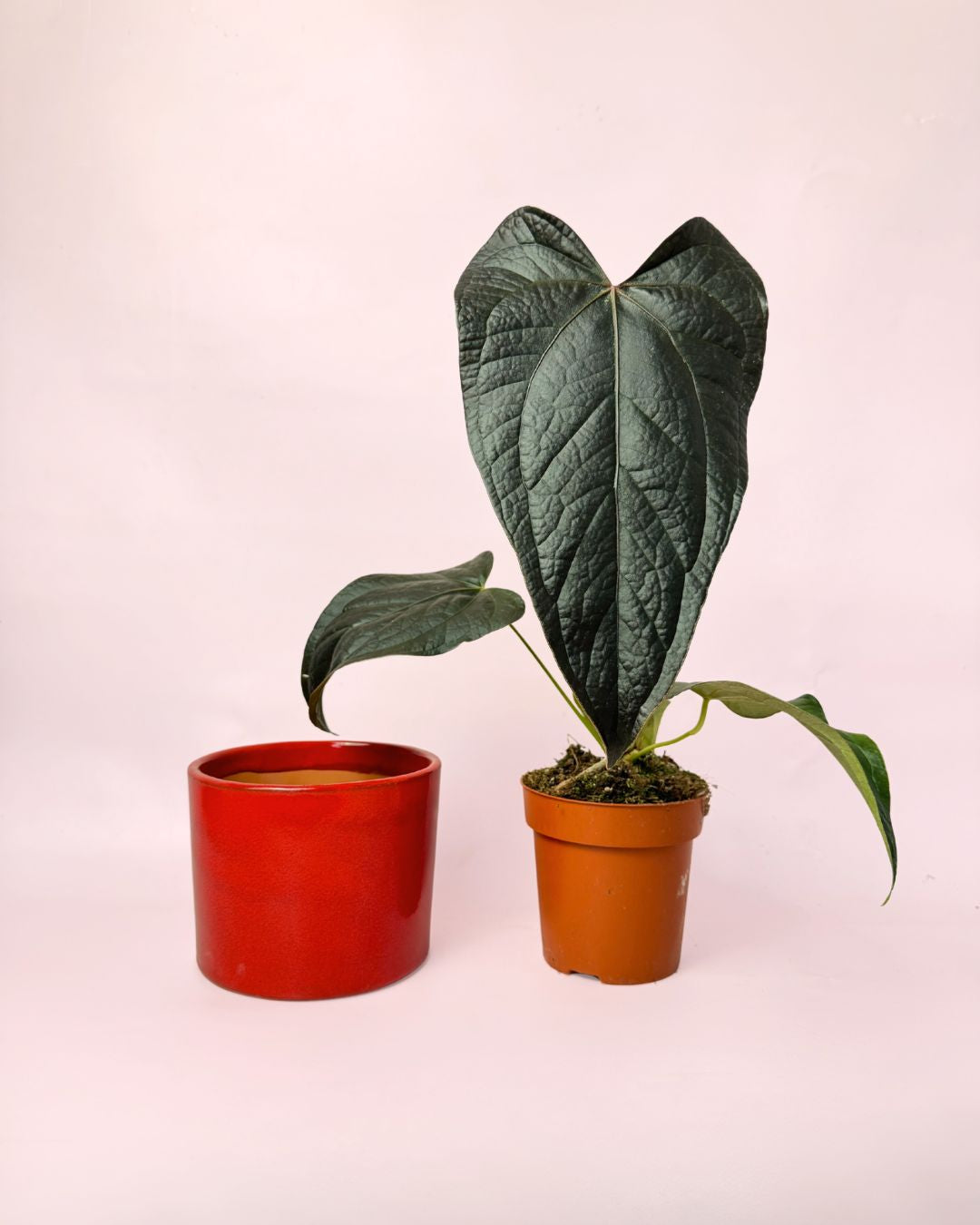 Anthurium-Queen-of-Hearts-M-maceta-roja-pack