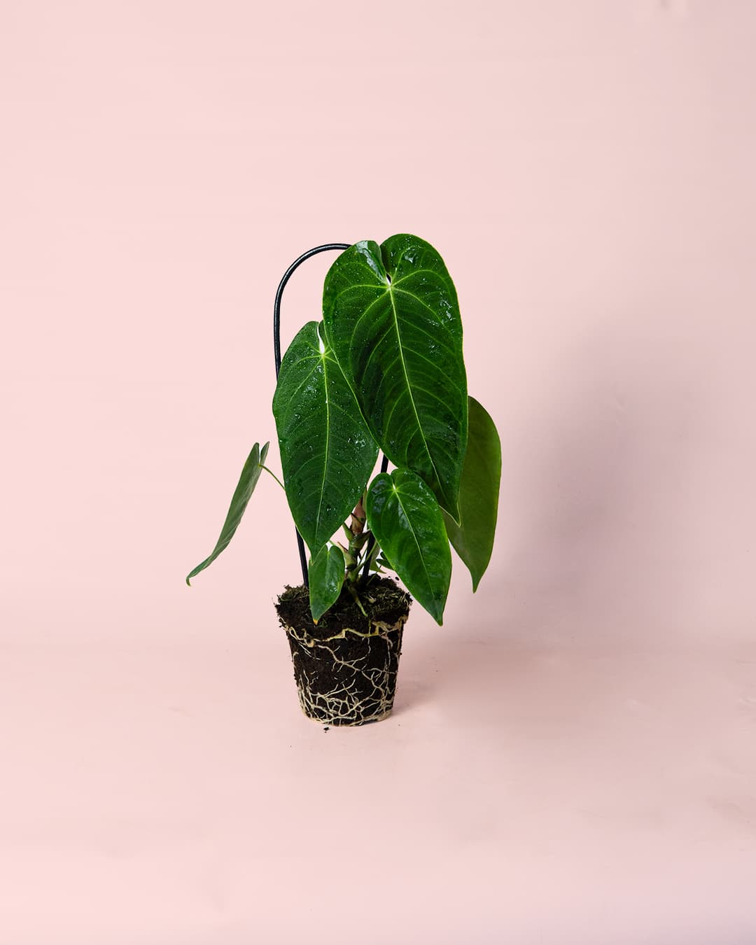 Anthurium Queremalense