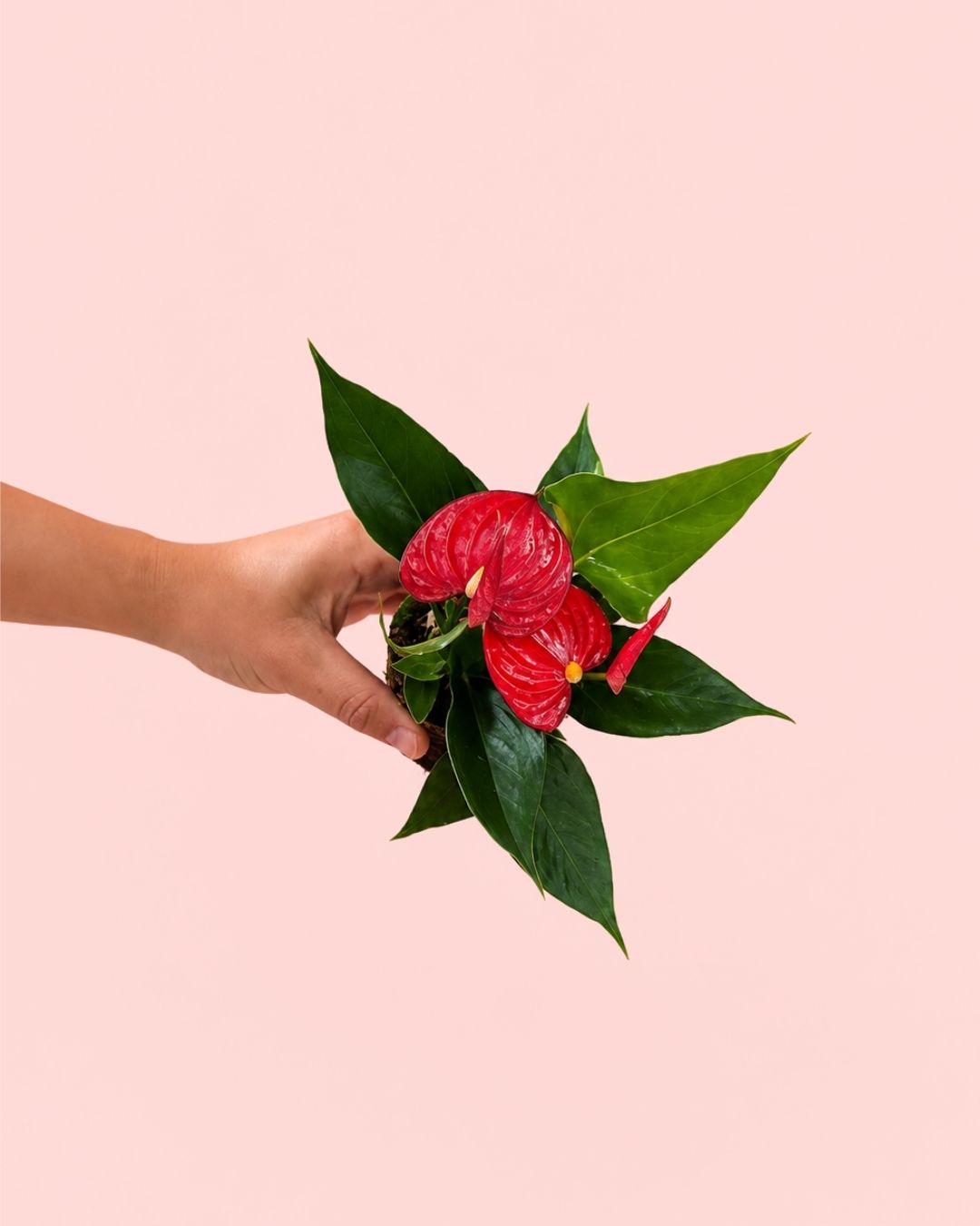 Anthurium-Rojo-Mini