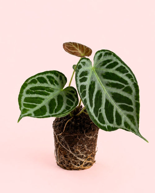 Anthurium Silver Blush