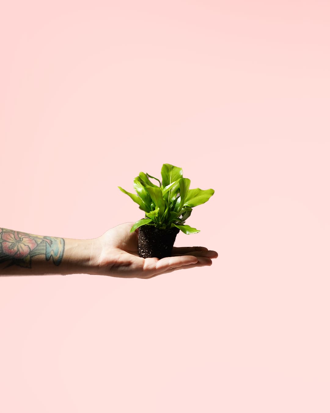 Aspelium Nidus planta