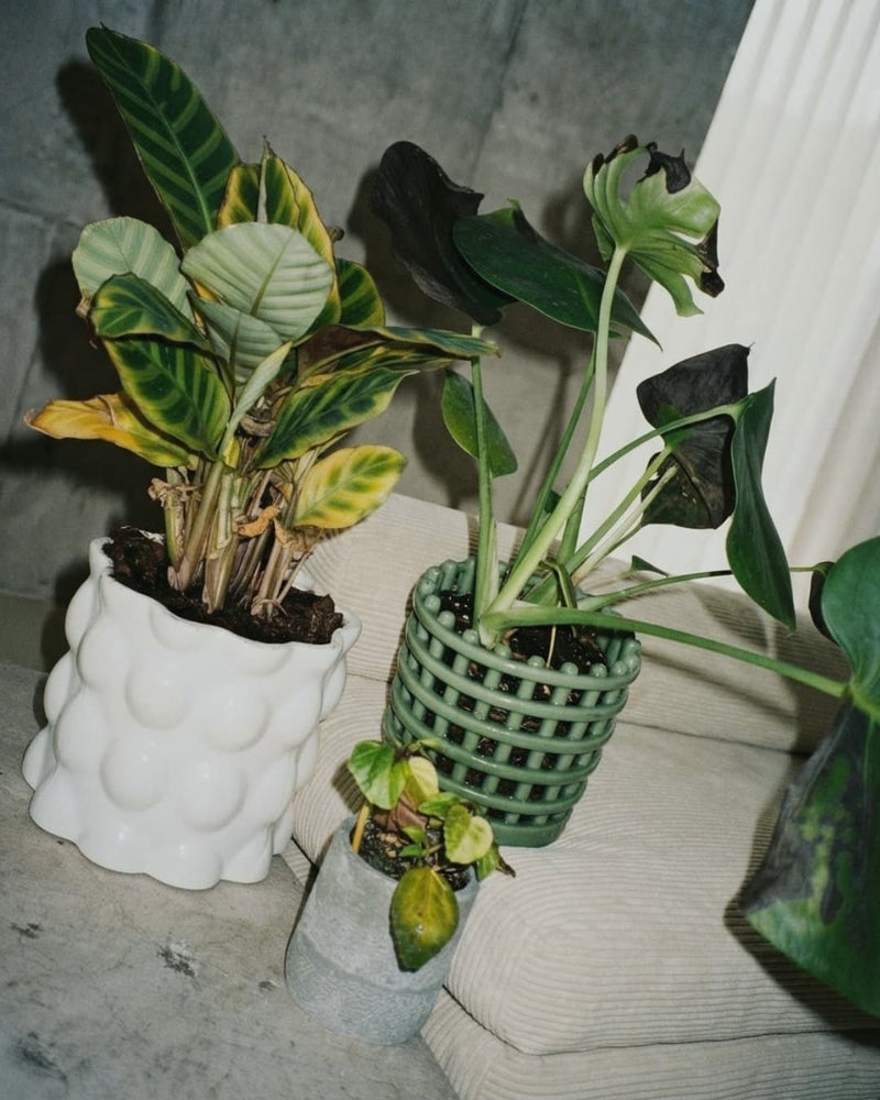 PLANTAS