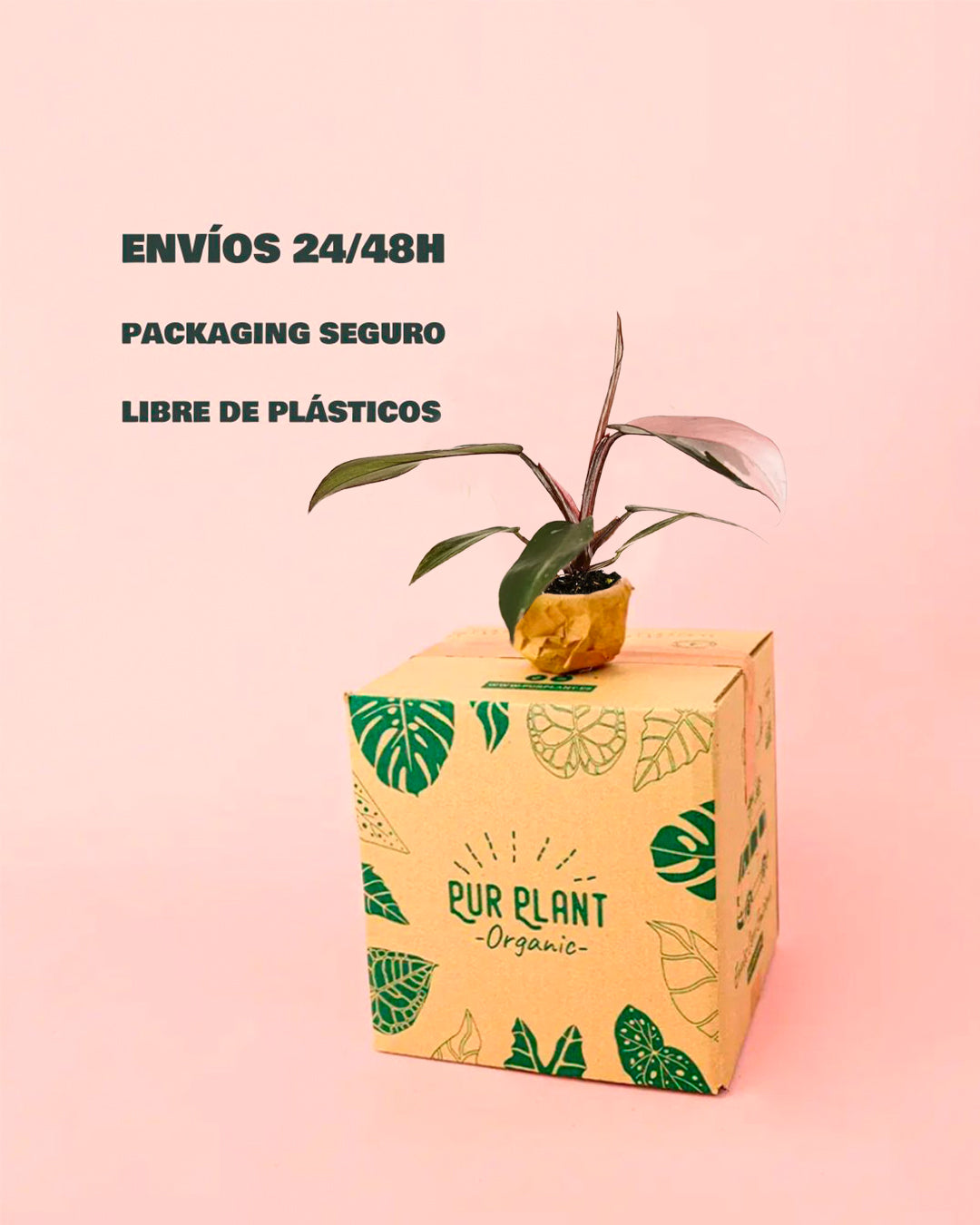 Bebé Philodendron Pink Princess-packaging