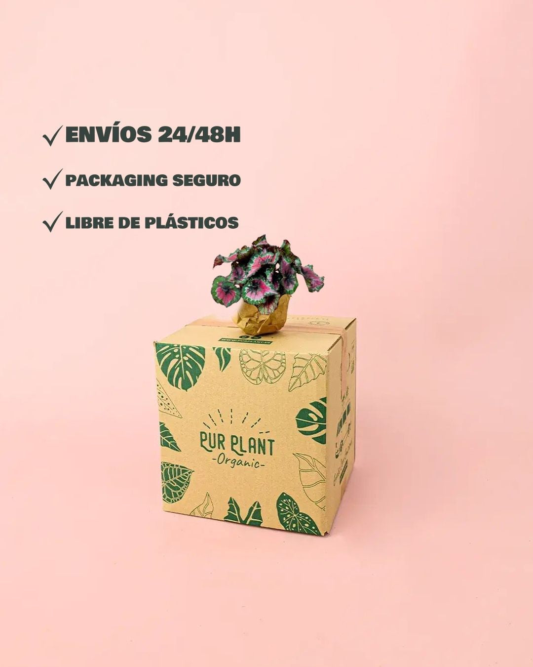 Begonia-Rex-Macarena-packaging
