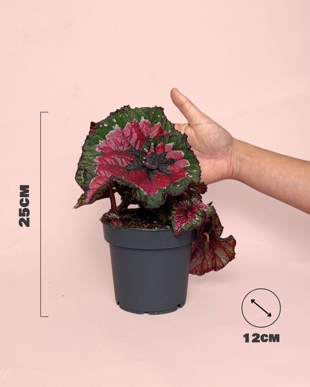 Begonia-Rex-Macarena-size