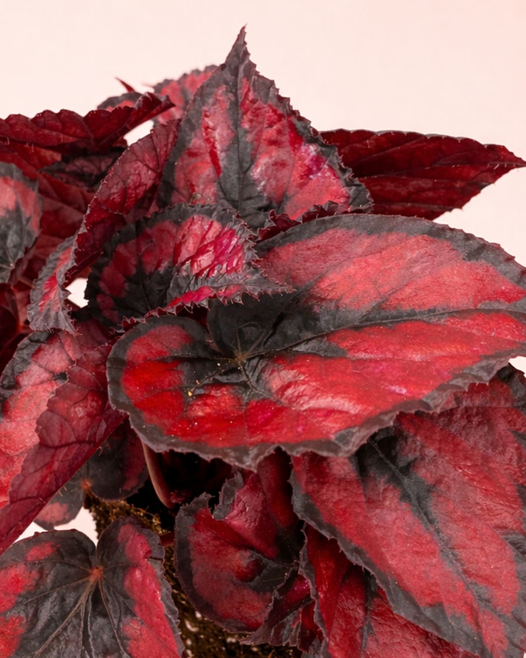 Begonia-Rex-Red-detalle