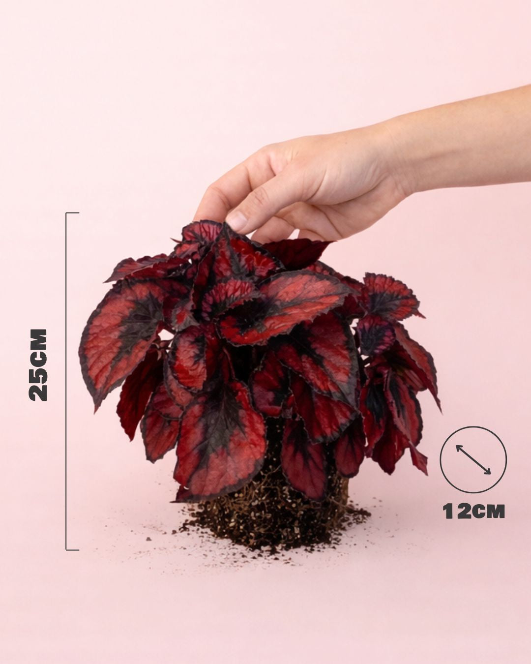 Begonia Blade - Rex Red Kiss M