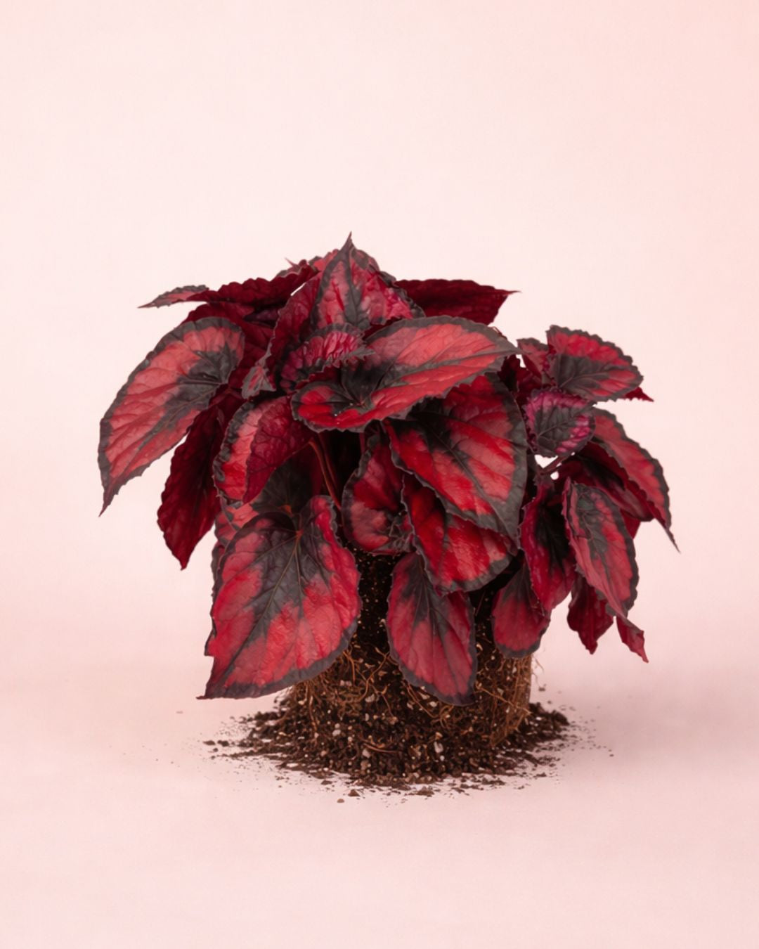 Begonia-Rex-Red