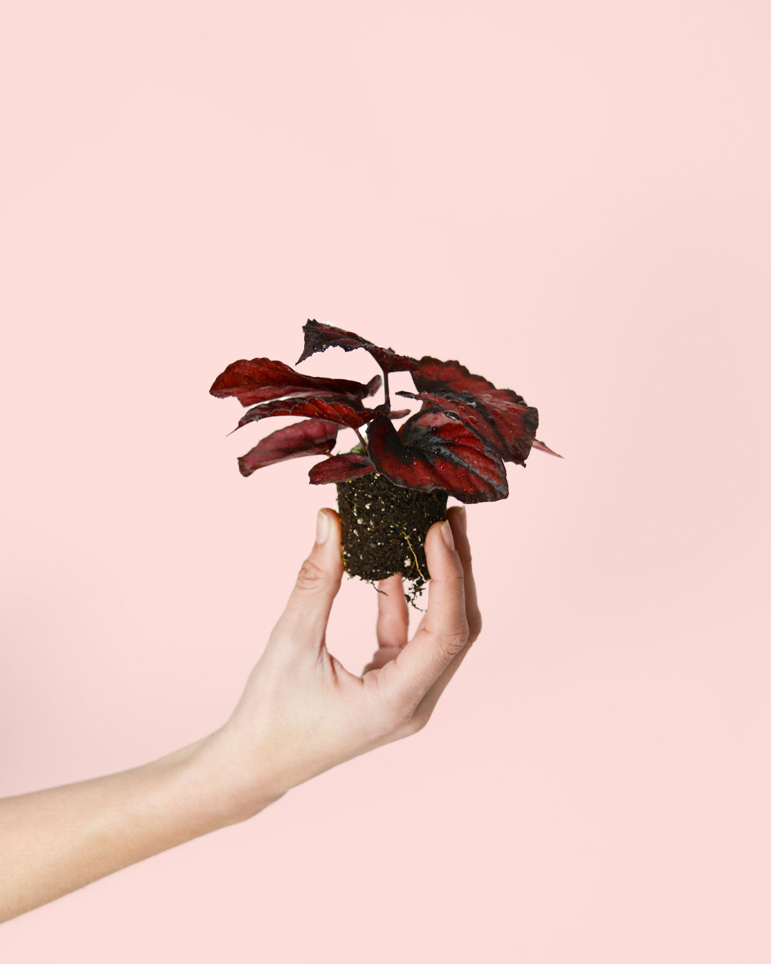 Begonia-blade-mini-planta