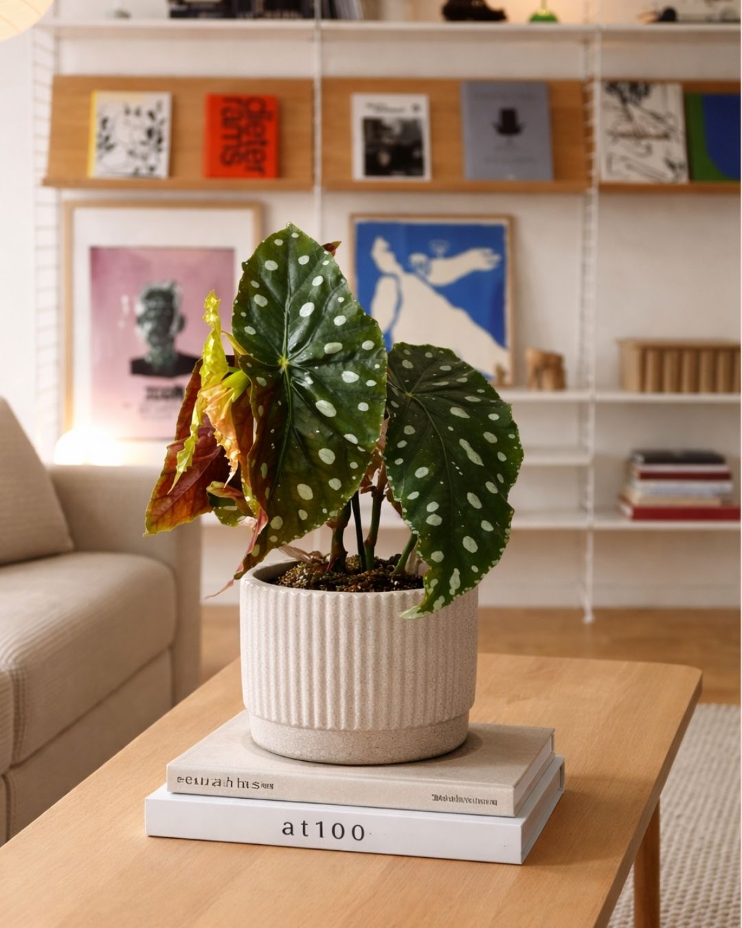 Begonia-maculata-mega-dot-m-contexto