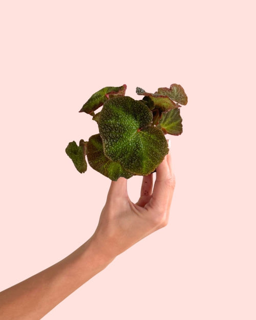 Begonia Rex Soli Mutata Mini