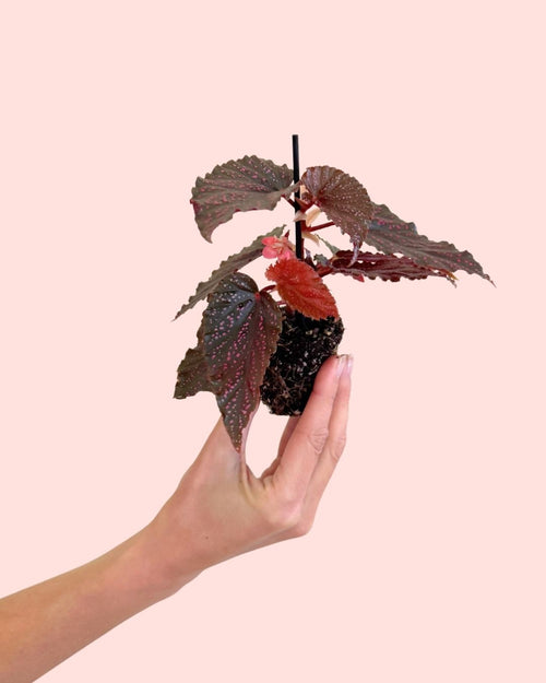 Begonia Rex Pink Spot Mini