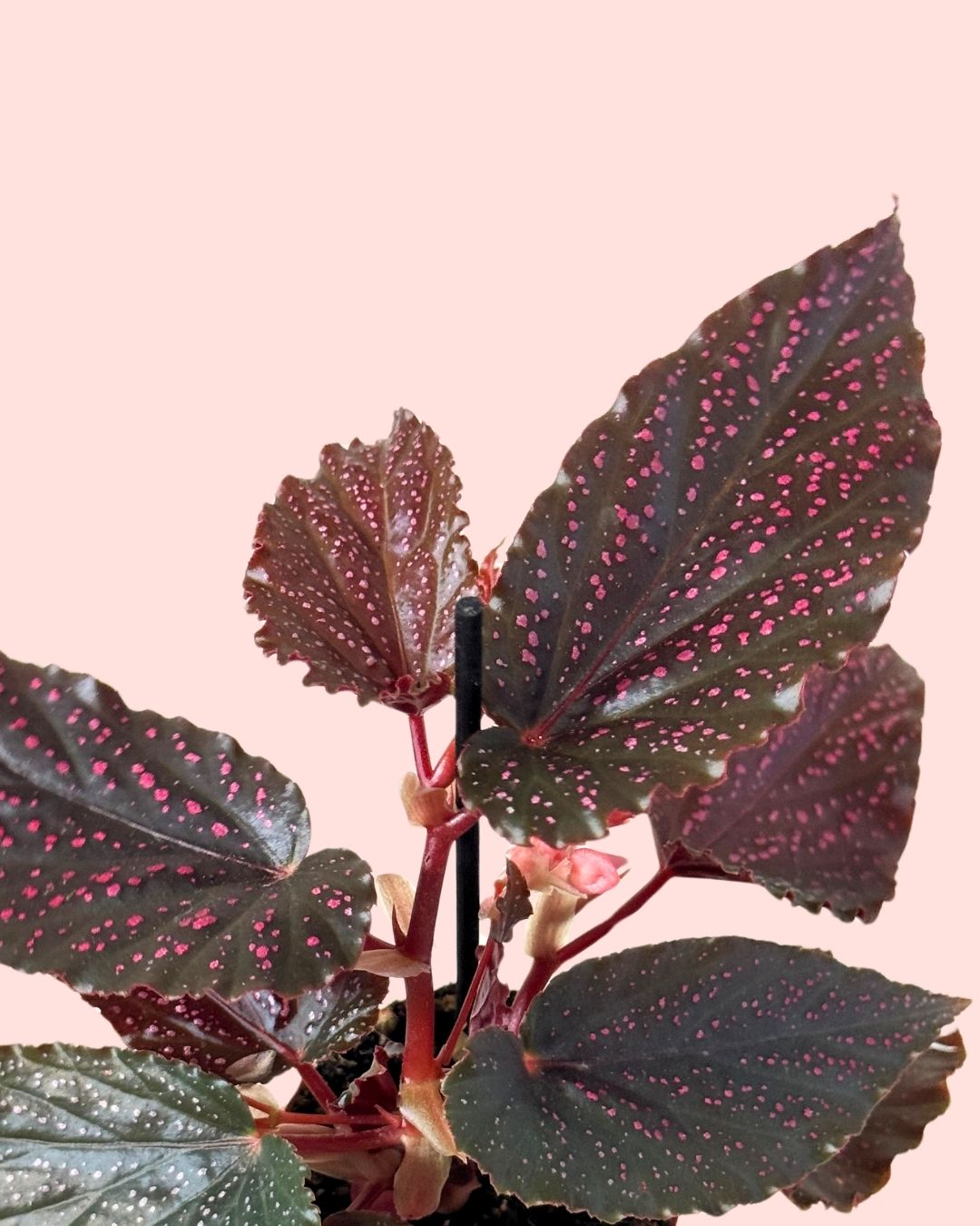 Begonia Rex Pink Spot Mini