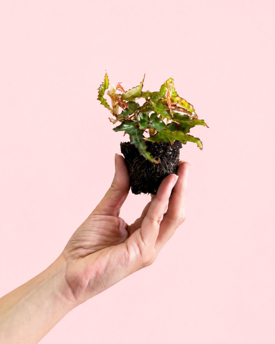 Begonia Amphioxus Mini