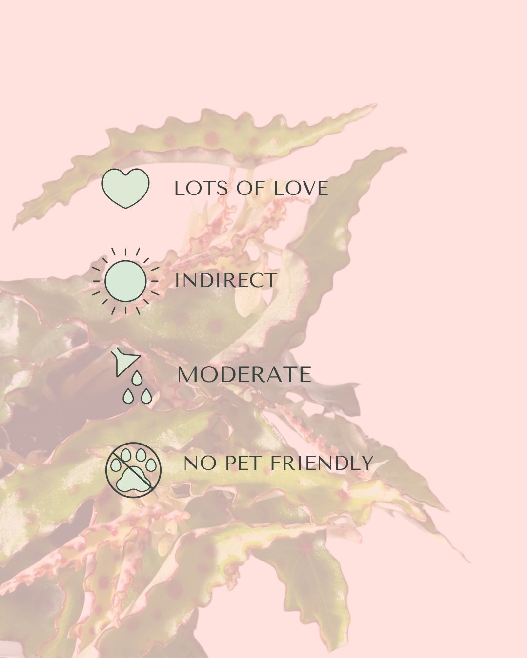 Begonia Amphioxus Mini care