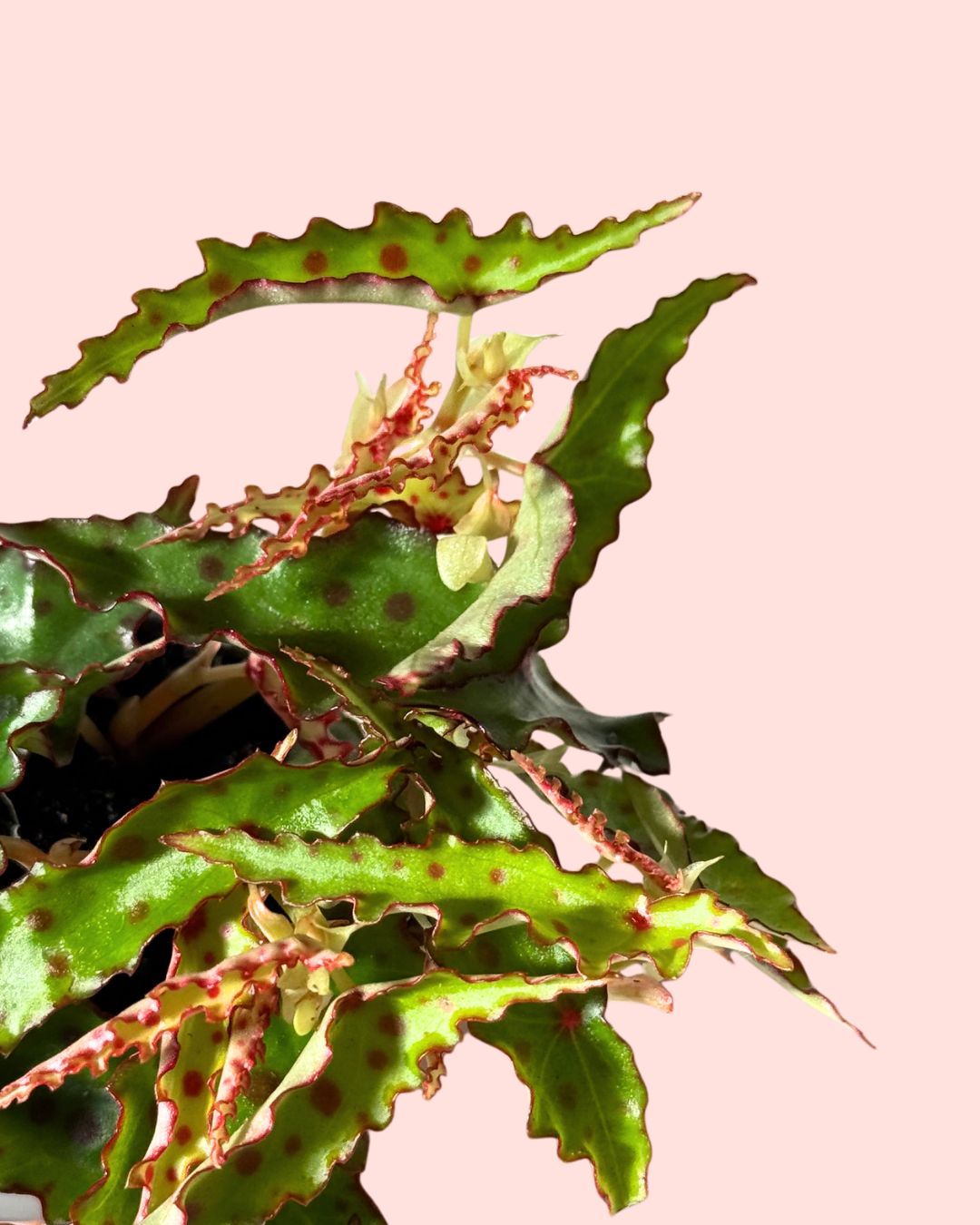 Begonia Amphioxus Mini detail