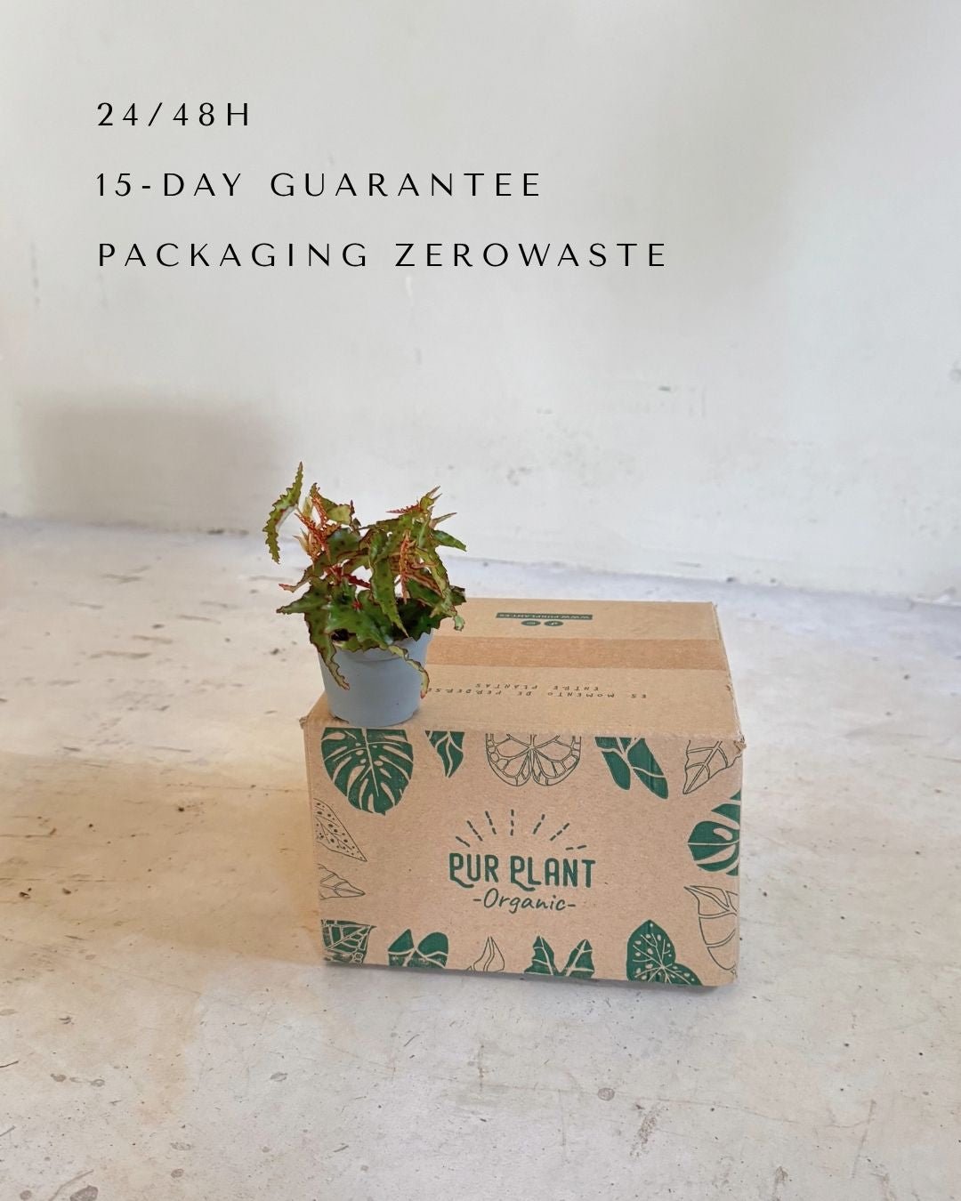 Begonia Amphioxus Mini packaging