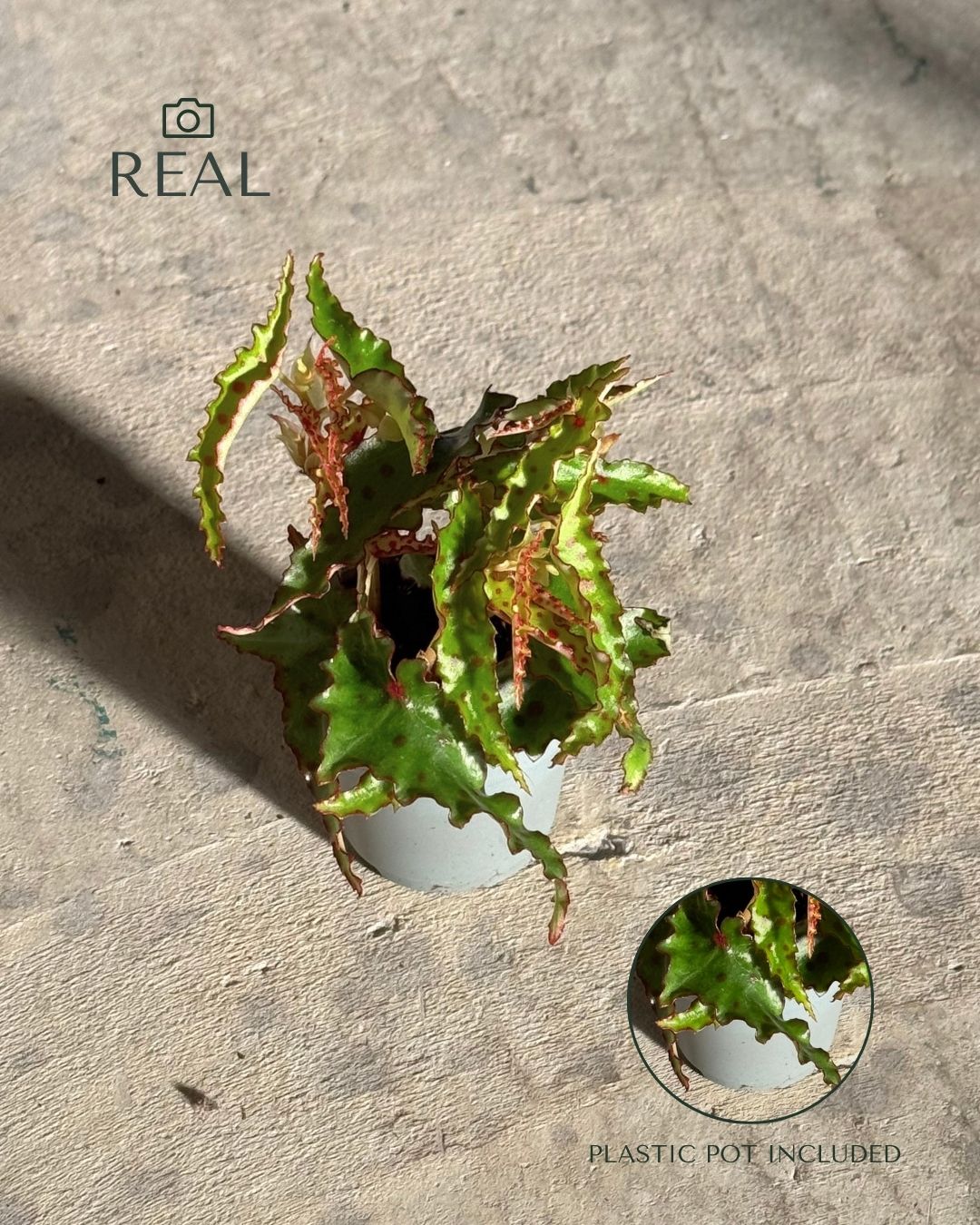 Begonia Amphioxus Mini real 2