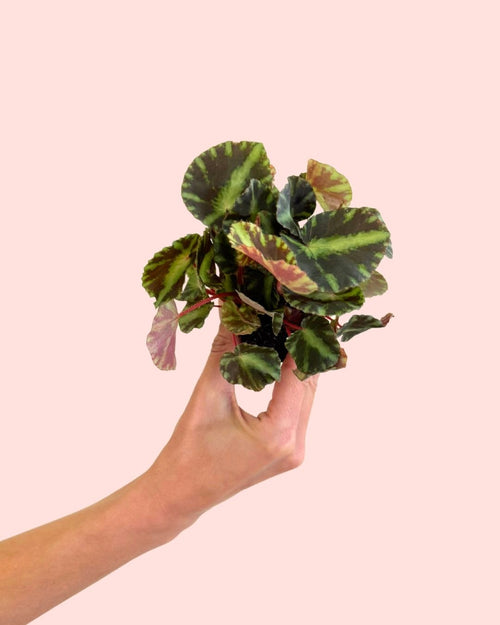 Begonia Rex Frog Cleopatrae Mini