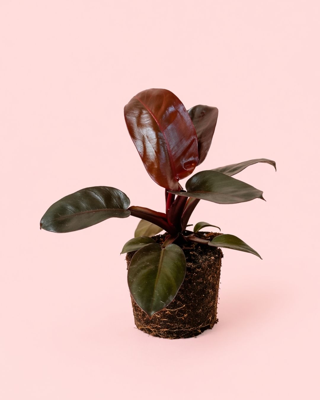 Philodendron Black Cardinal M