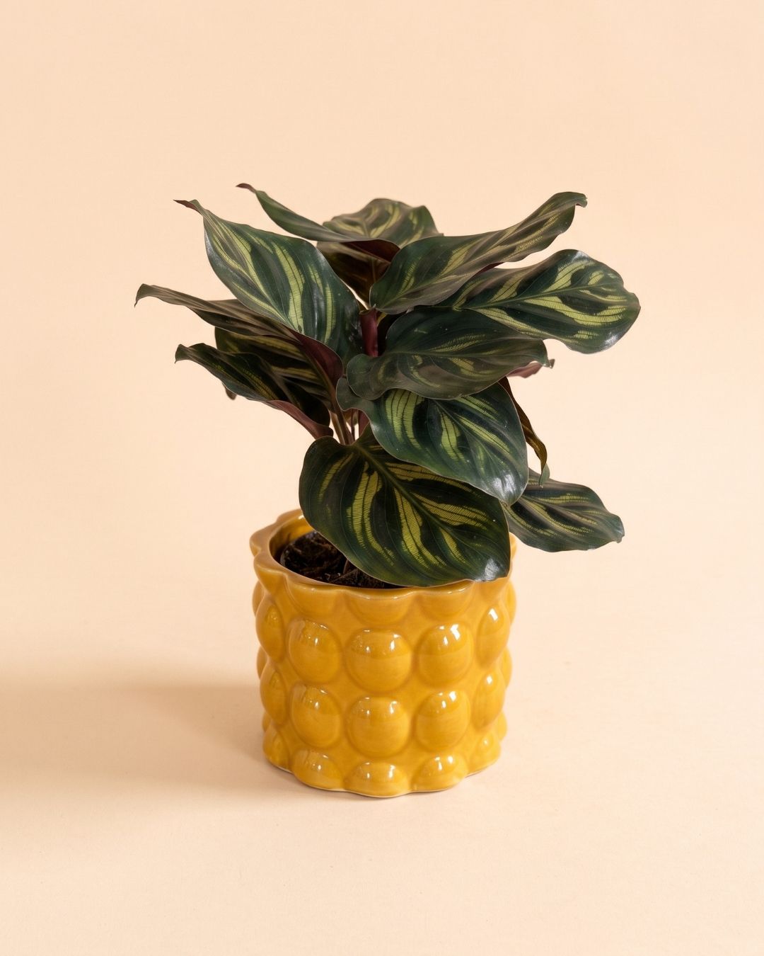Bob_Mini_Maceta_Ceramica_Amarilla_6cm_planta