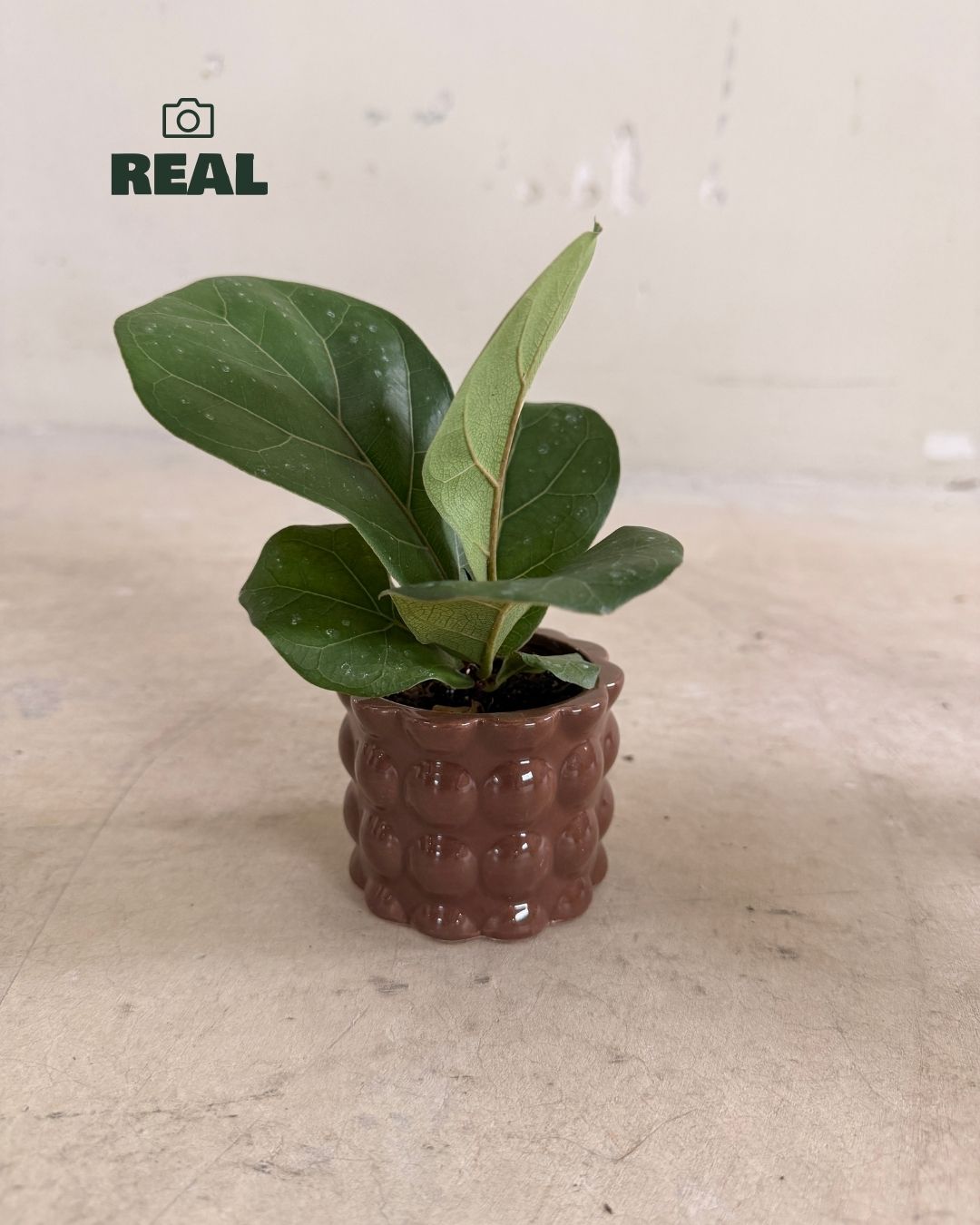 Bob_Mini_Maceta_Ceramica_Marron_6cm_real