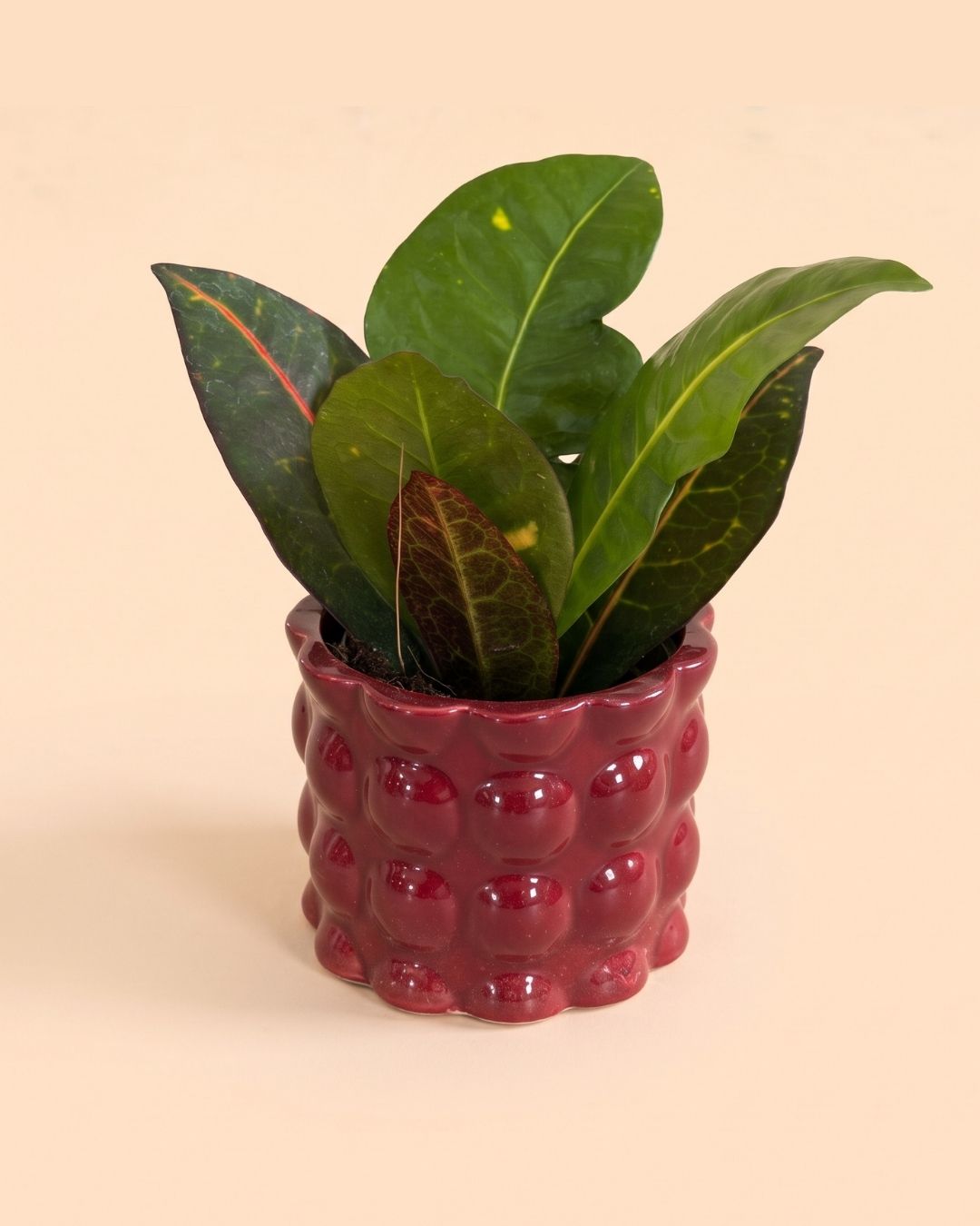 Bob_Mini_Maceta_Ceramica_Roja_6cm_con_planta