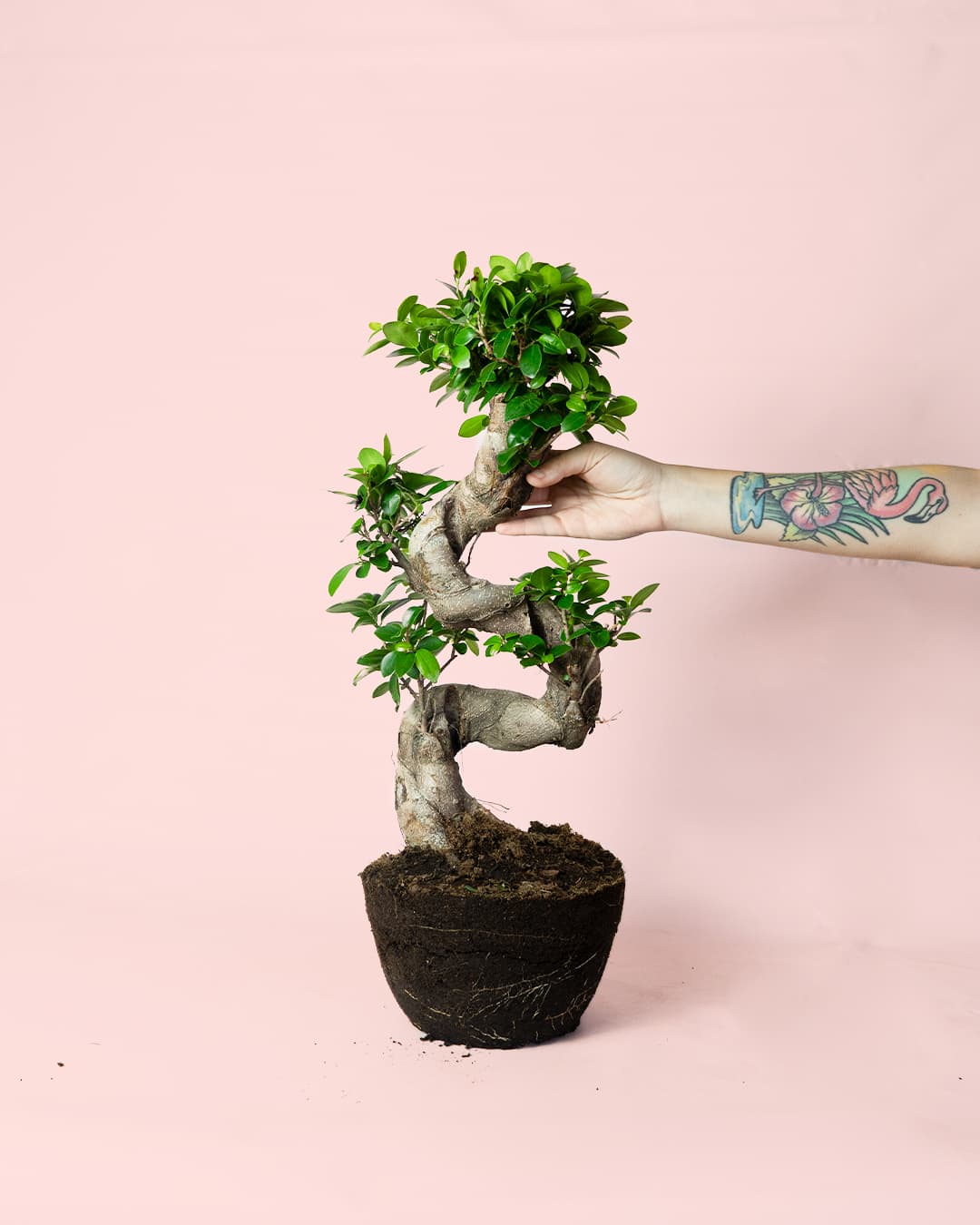 Bonsai Ficus Ginseng XL hoja
