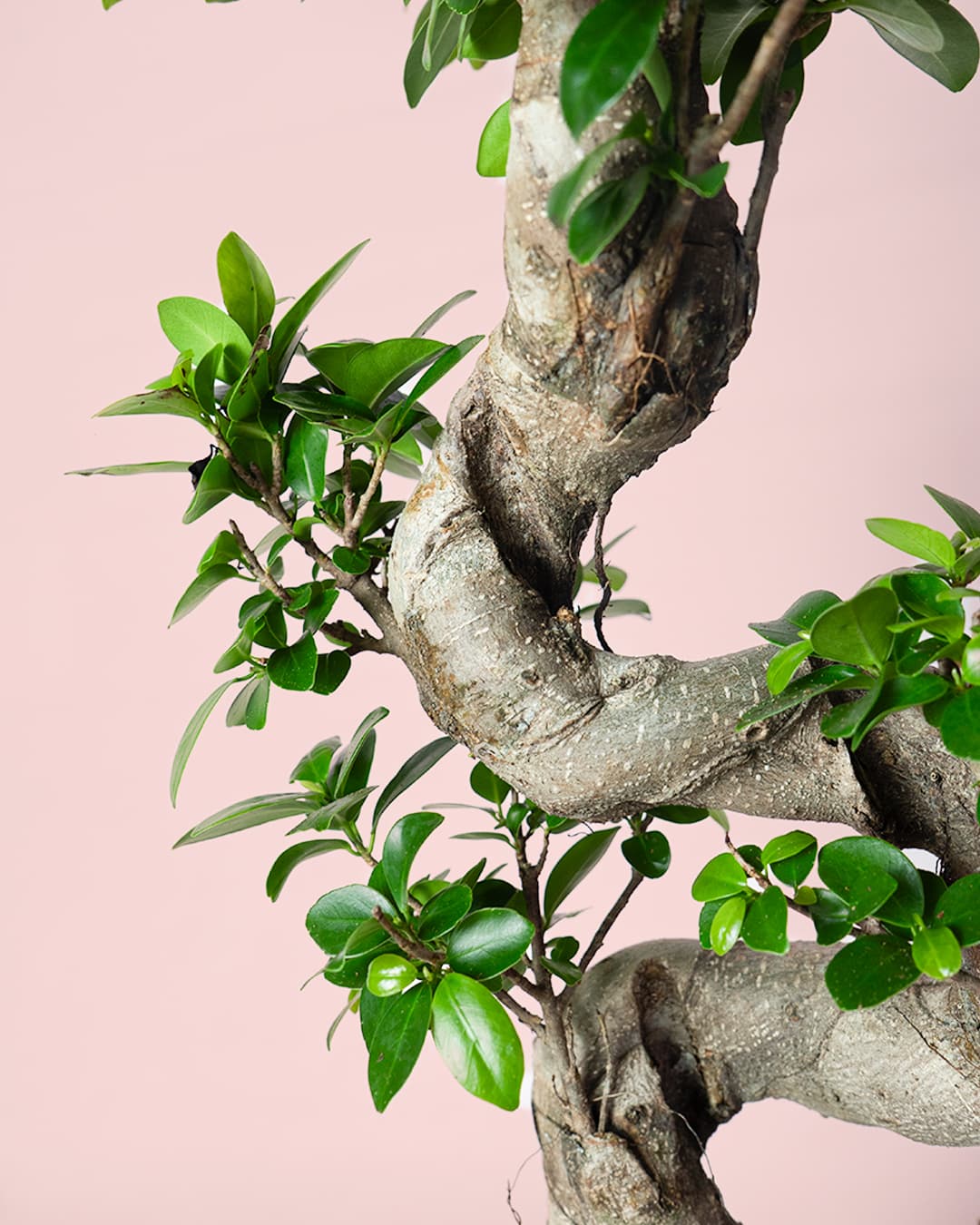 Bonsai Ficus Ginseng XL tronco