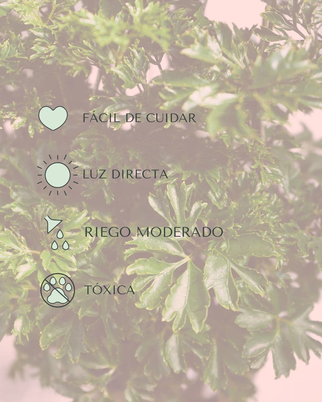 Bonsái Polyscias Fruticosa cuidados