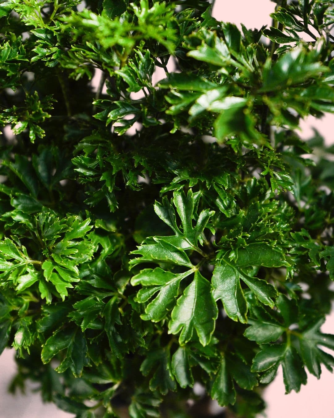 Bonsái Polyscias Fruticosa hoja