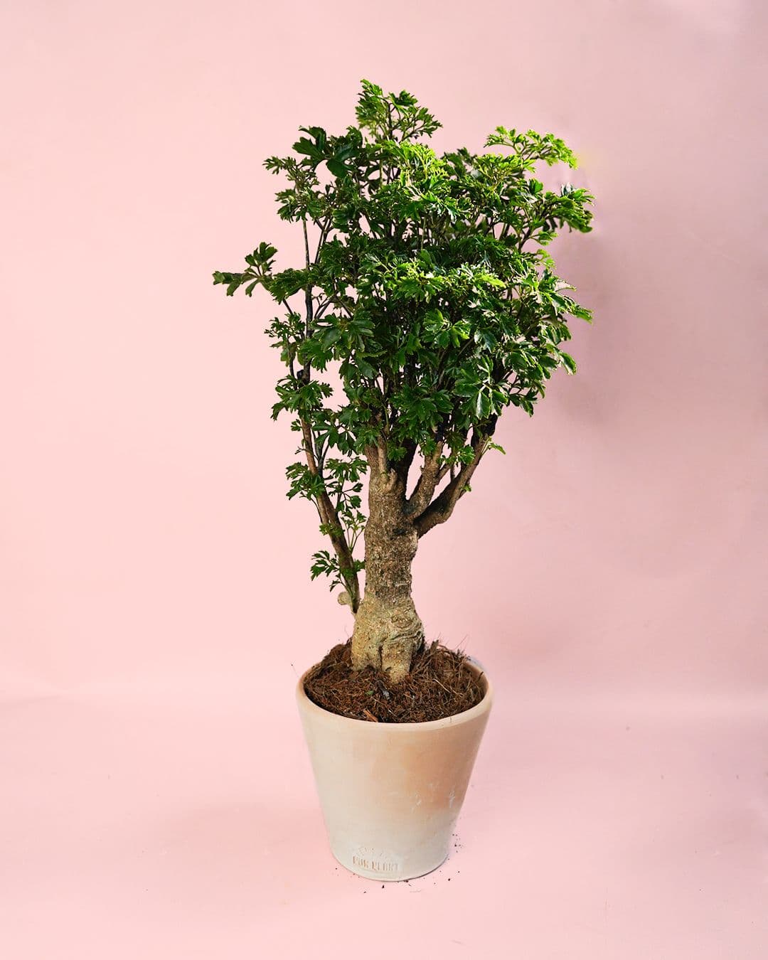 Bonsái Polyscias Fruticosa maceta