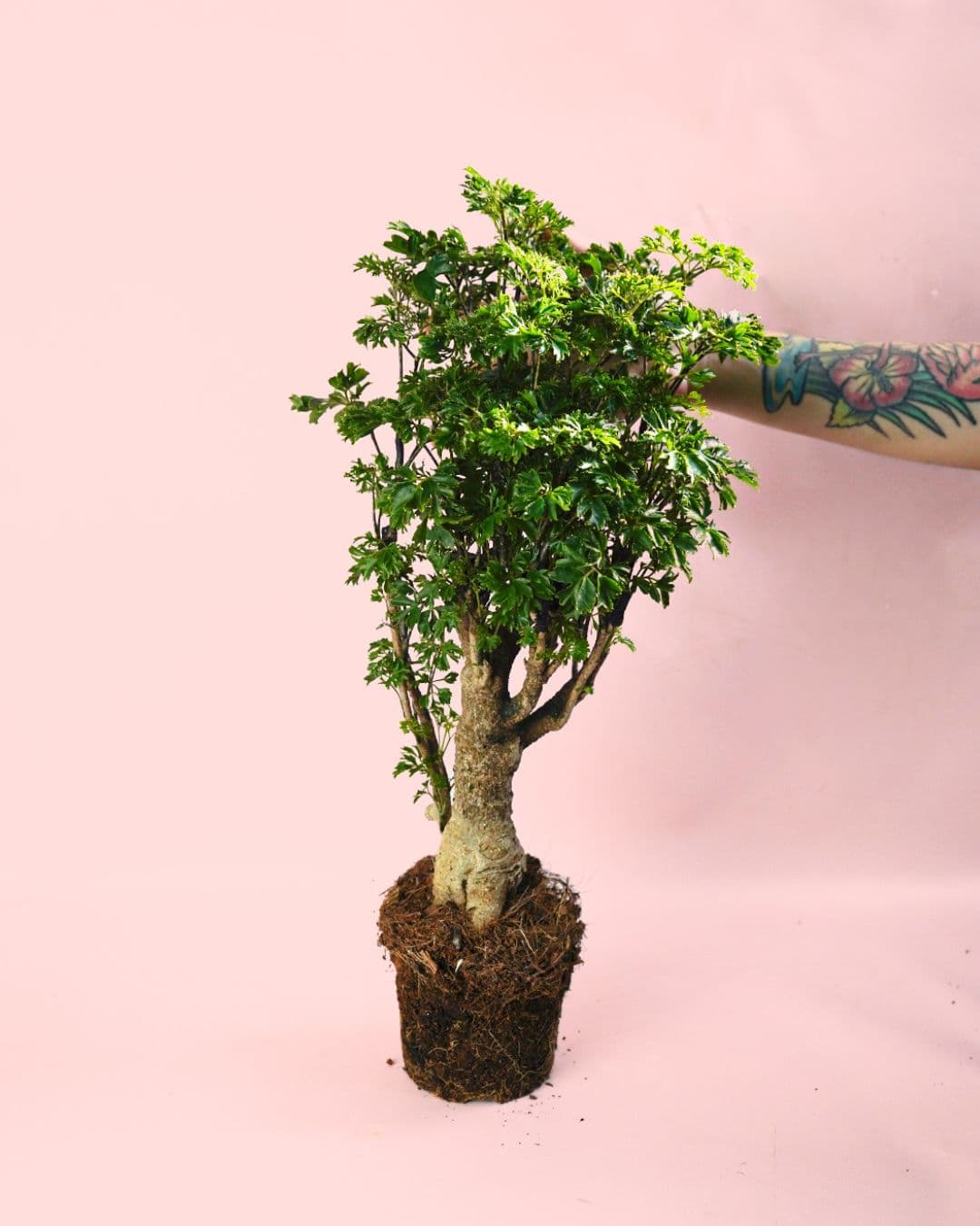 Bonsái Polyscias Fruticosa planta