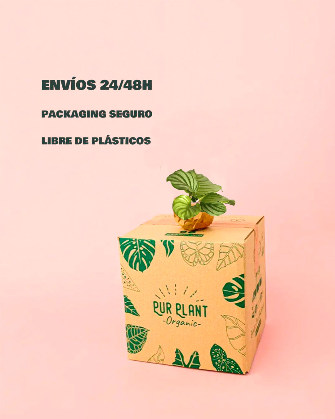Calathea Orbifolia-packaging