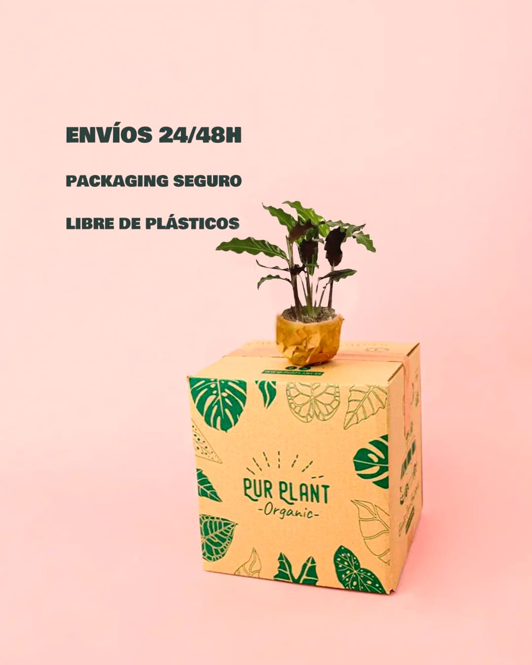 Calathea Rufibarba-packaging