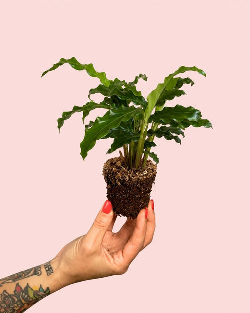 Calathea Rufibarba mini
