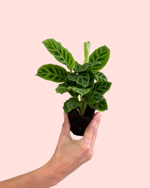 Calathea Zebrina Mini