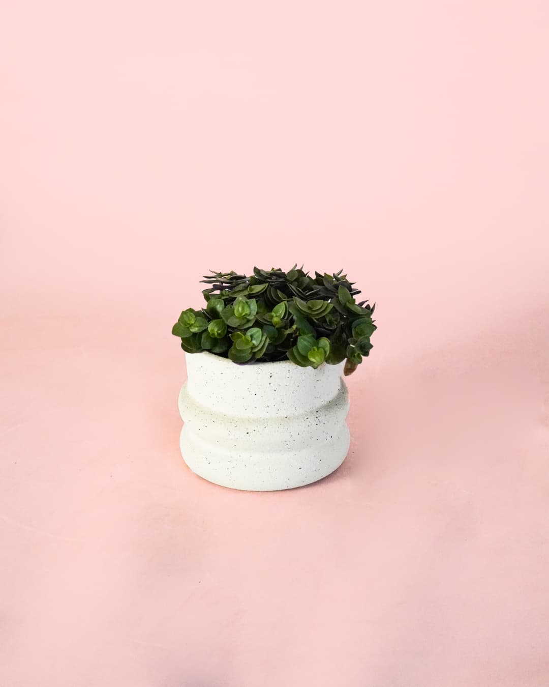 Callisia turtle maceta