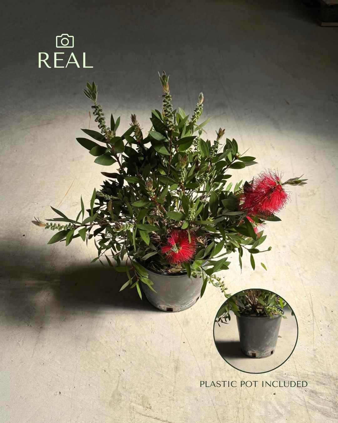 Callistemon Citrinus L
