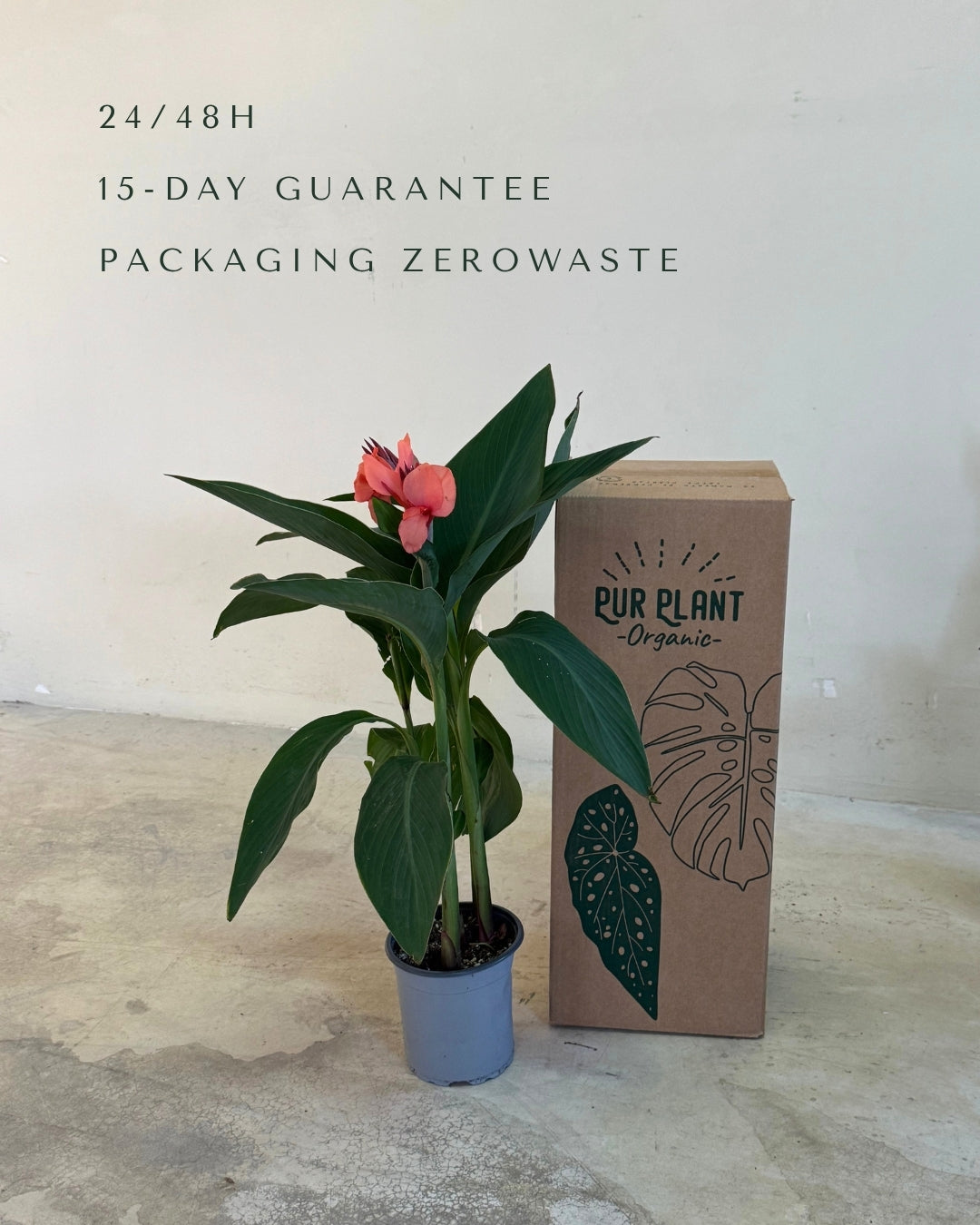 Canna Indica L packaging