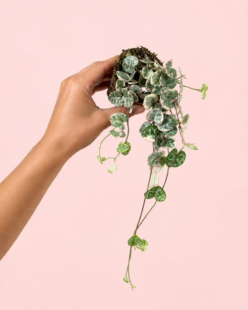 Ceropegia Woodii Variegada Mini