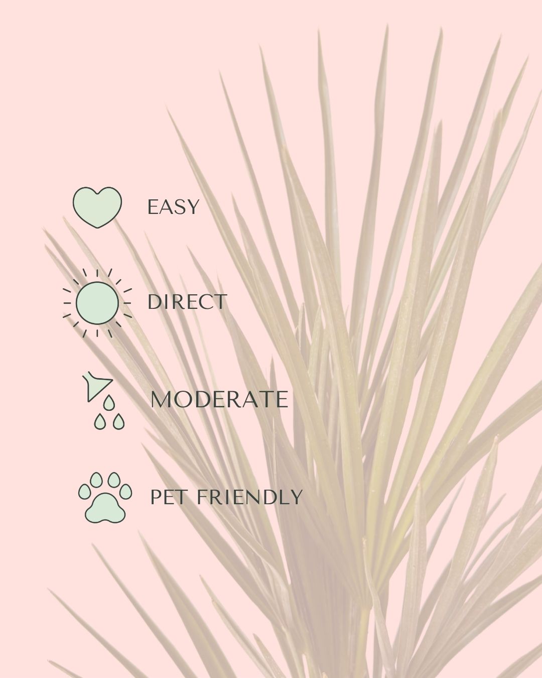 Chamaerops Humilis - Palmera Palmito L